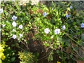 vinca